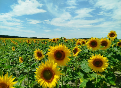 Podpora neformálně pečujících