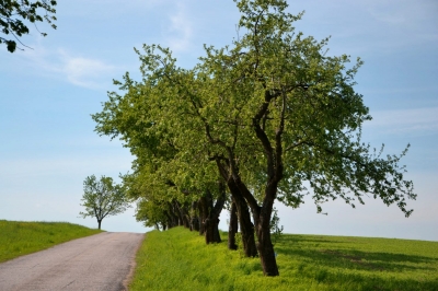 Chodník ke hřbitovu ve Voděradech 